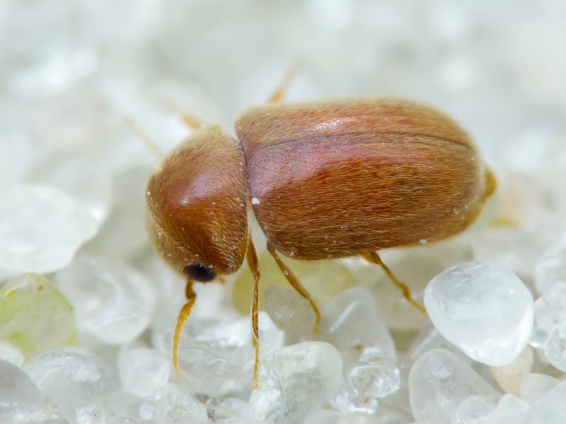 Lasioderma serricorne (Fabricius, 1792)